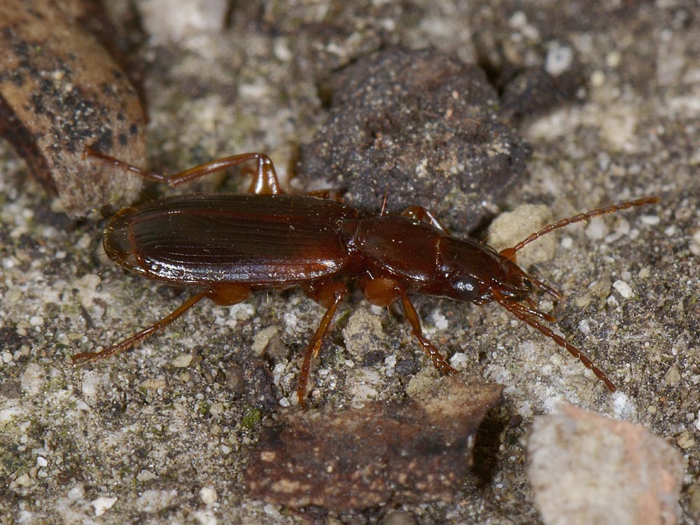 Carabide da Id.: Pseudomasoreus canigoulensis